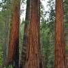 As milenares sequoias do Mariposa Grove, no Yosemite National Park, na Califórnia, nos Estados Unidos